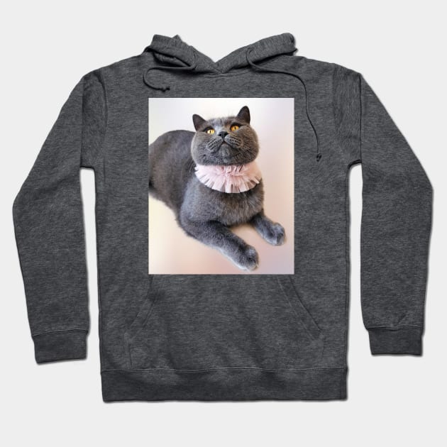 British Shorthair Waiting for Something Yummy - Blue Cat Photograph Hoodie by Marian Voicu